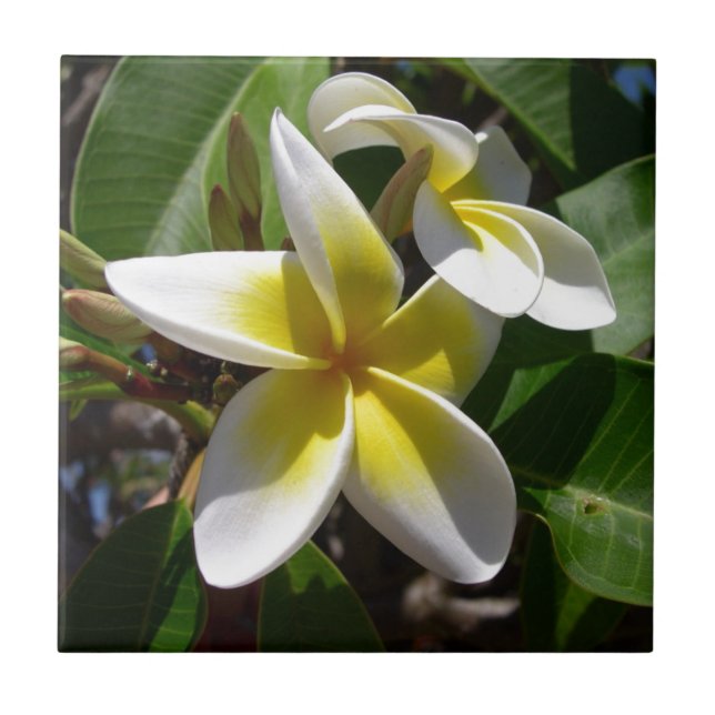 Schöne gelb-weiße Plumeria-Blume Fliese (Vorderseite)