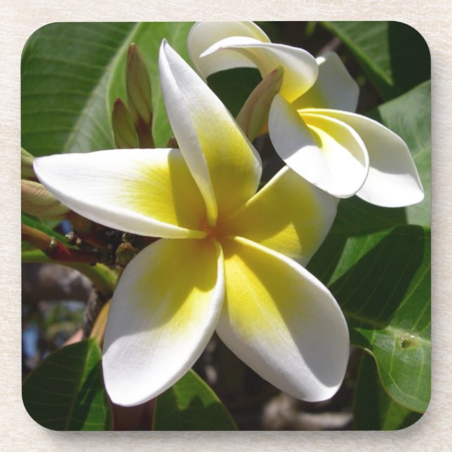 Schöne gelb-weiße Plumeria-Blume Untersetzer (Vorderseite)