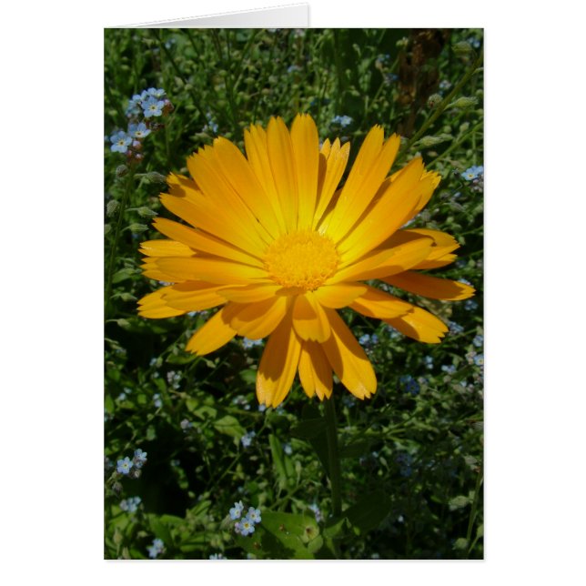 schöne gelbe Blume, daisy (Vorne)