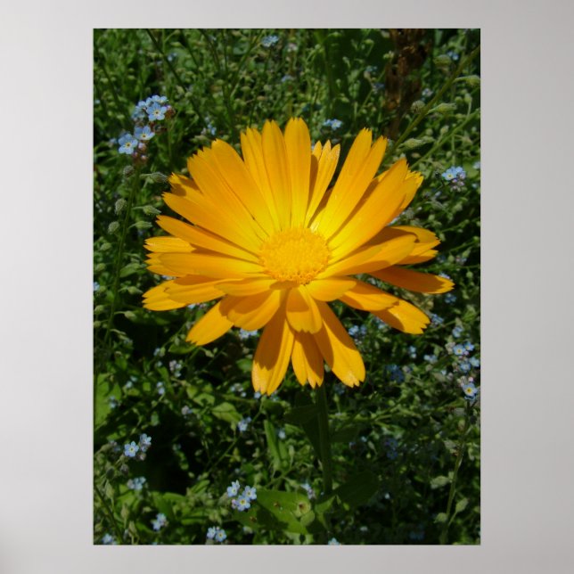 schöne gelbe Blume, daisy Poster (Vorne)