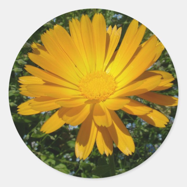 schöne gelbe Blume, daisy Runder Aufkleber (Vorderseite)