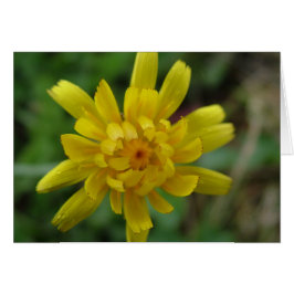 Schöne gelbe Blume, Löwenzahn