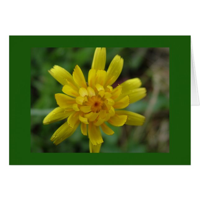 Schöne gelbe Blume, Löwenzahn (Vorderseite (Horizontal))