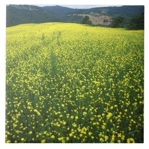 Schöne gelbe Blumen bedecken Felder von San Fliese