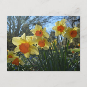 Schöne gelbe, orange Frühlingsnarzissenblumen Postkarte