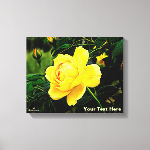 Schöne Gelbe Rose Leinwanddruck