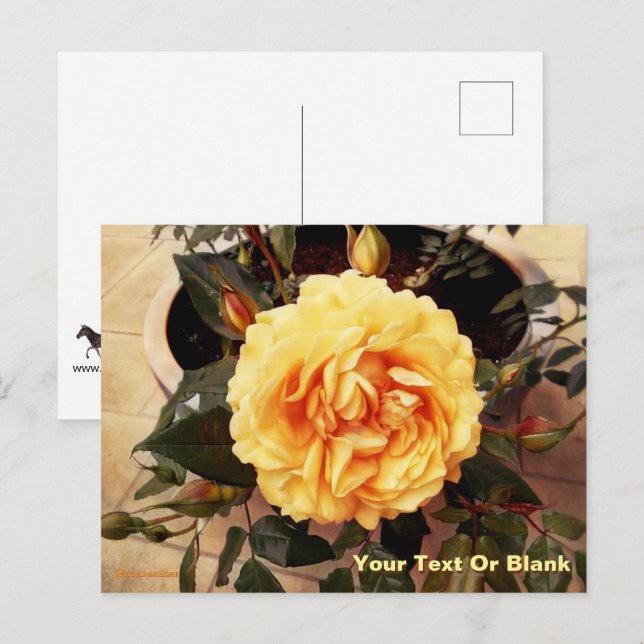 Schöne Gelbe Rose Postkarte (Vorne/Hinten)