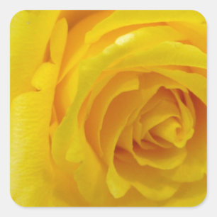 schöne gelbe Rosenblumenfotografie Quadratischer Aufkleber