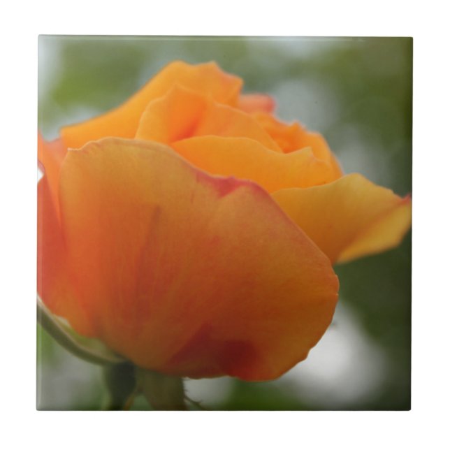 Schöne gelbe Rosenblütenfotografie. Fliese (Vorderseite)