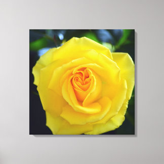 Schöne gelbe Rosenblütenfotografie. Leinwanddruck