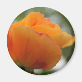 Schöne gelbe Rosenblütenfotografie. Magnet