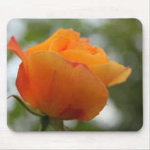 Schöne gelbe Rosenblütenfotografie. Mousepad
