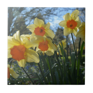 Schöne gelbe und orange Frühlingsnarzissenblumen Fliese
