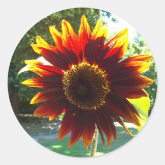 Schöne gelbe und rote Sonnenblumenaufkleber Runder Aufkleber