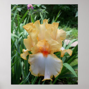 Schöne gelbe und weiße Iris-Blumen-Foto  Poster