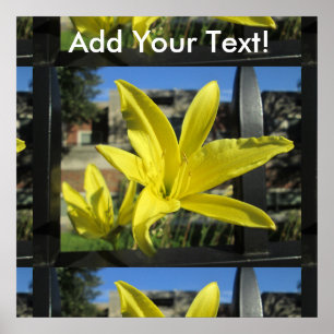 Schöne Gelblilie Poster