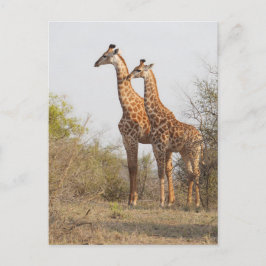 Schöne Giraffe Naturfotografie Postkarte