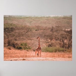 SCHÖNE GIRAFFE POSTER