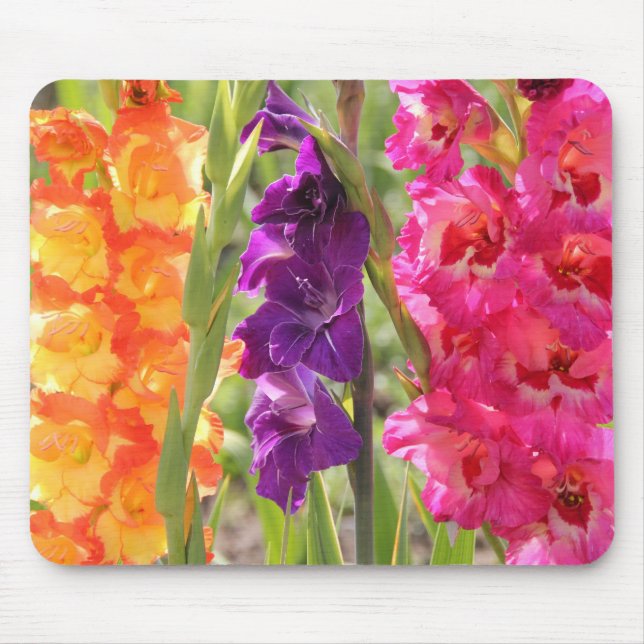 Schöne Gladiolus-Blüte Mousepad (Vorne)
