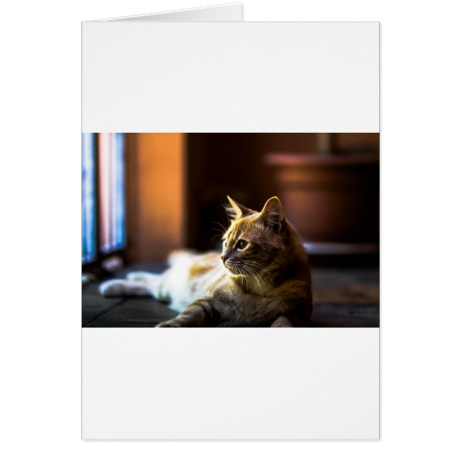 Schöne Golden Kitty Cat (Vorne)