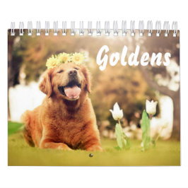 Schöne Golden Retrievers Kalender