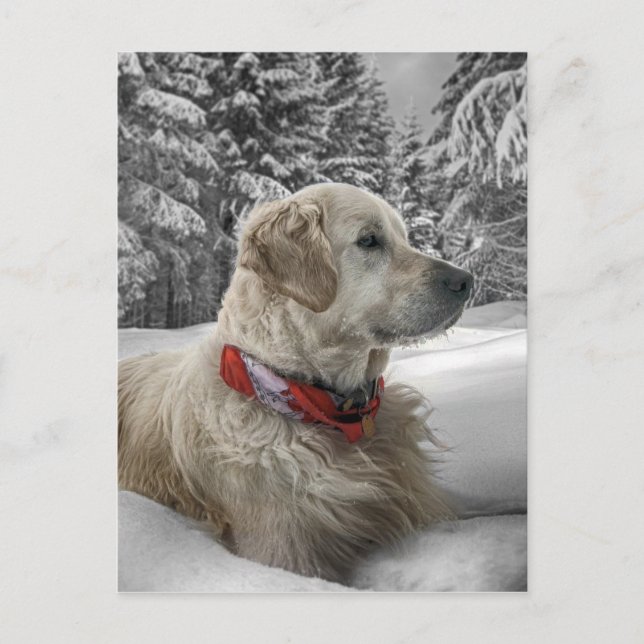 Schöne Goldene Retriever im Schnee Postkarte (Vorderseite)