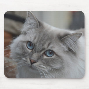 Schöne graue Katze mit blaue Augen-Mausunterlage Mousepad