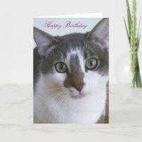 Schöne graue und weiße Katze zum Geburtstag