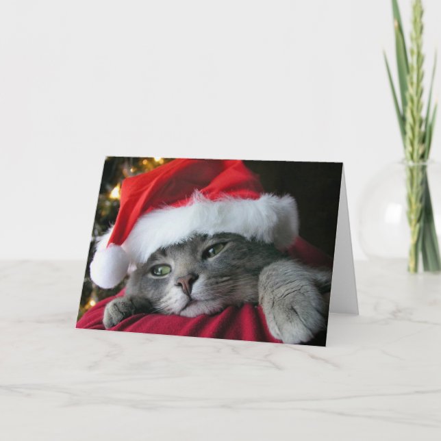 Schöne graue WeihnachtsMiezekatzekatze Feiertagskarte (Vorderseite)
