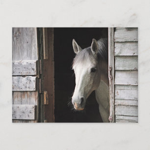 Schöne Gray Mare Horse Postkarte