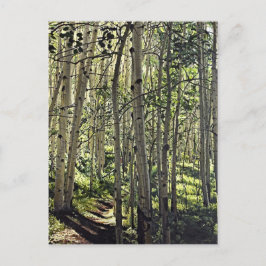Schöne Grove der Aspen Bäume in Crested Butte Postkarte