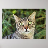 Schöne grün-mit Augen-graue Tabby-Katze nah-up