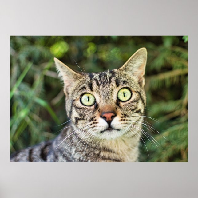 Schöne grün-mit Augen-graue Tabby-Katze nah-up Poster (Vorne)