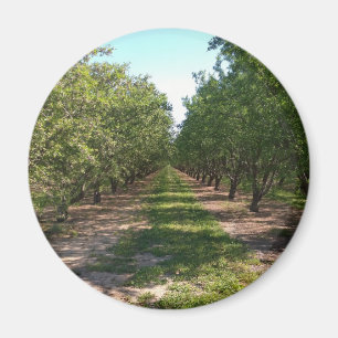 Schöne grüne, endlose Orchard-Rose Magnet