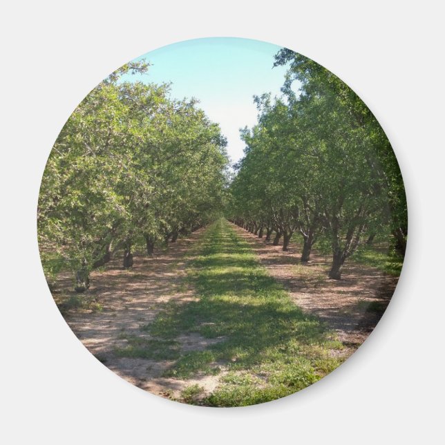 Schöne grüne, endlose Orchard-Rose Magnet (Vorne)