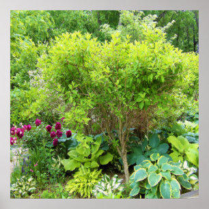 Schöne grüne Gartenlandschaft mit Hostas Poster