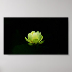 Schöne grüne Lotus,See,Zen Poster