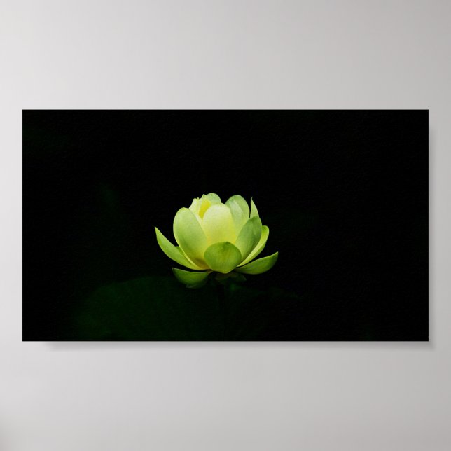 Schöne grüne Lotus,See,Zen Poster (Vorne)