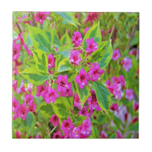 Schöne Grüne Weigela mit Crimson-Blume