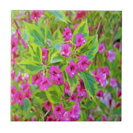 Schöne Grüne Weigela mit Crimson-Blume Fliese