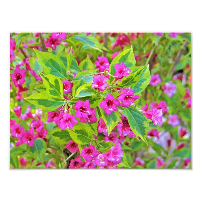 Schöne Grüne Weigela mit Crimson-Blume Fotodruck (Vorne)