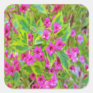 Schöne Grüne Weigela mit Crimson-Blume Quadratischer Aufkleber
