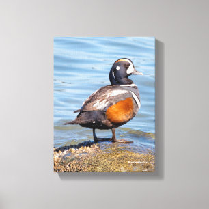Schöne Harlequin-Ente am Felsen Leinwanddruck