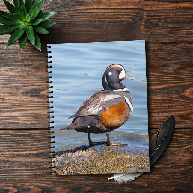 Schöne Harlequin-Ente am Felsen Notizblock (Beautiful Harlequin Duck at the Beach Journal Cover Photo)
