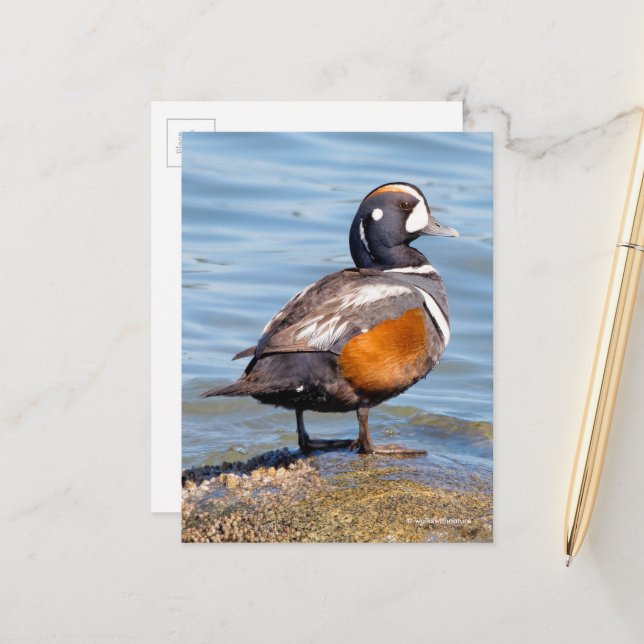 Schöne Harlequin-Ente am Felsen Postkarte (Vorderseite/Rückseite Beispiel)
