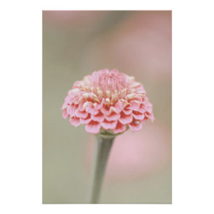 Schöne hellrosa Blume Blossom Blumenstrauß Poster