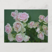 Schöne hellrosa Gartenrosen