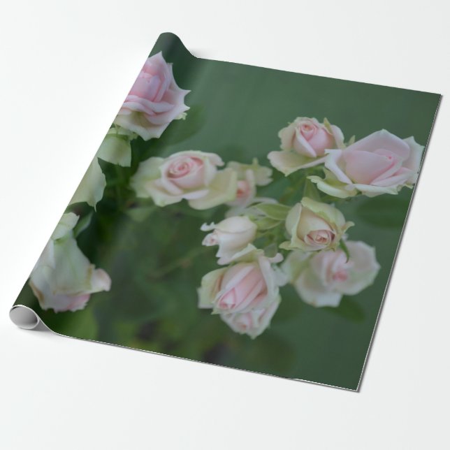 Schöne hellrosa Rose Geschenkpapier (Ungerollt)