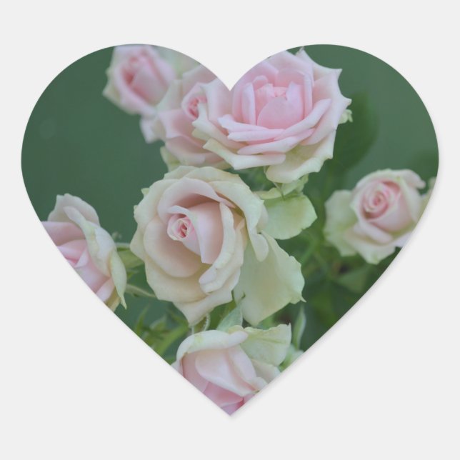 Schöne hellrosa Rose Herz-Aufkleber (Vorderseite)