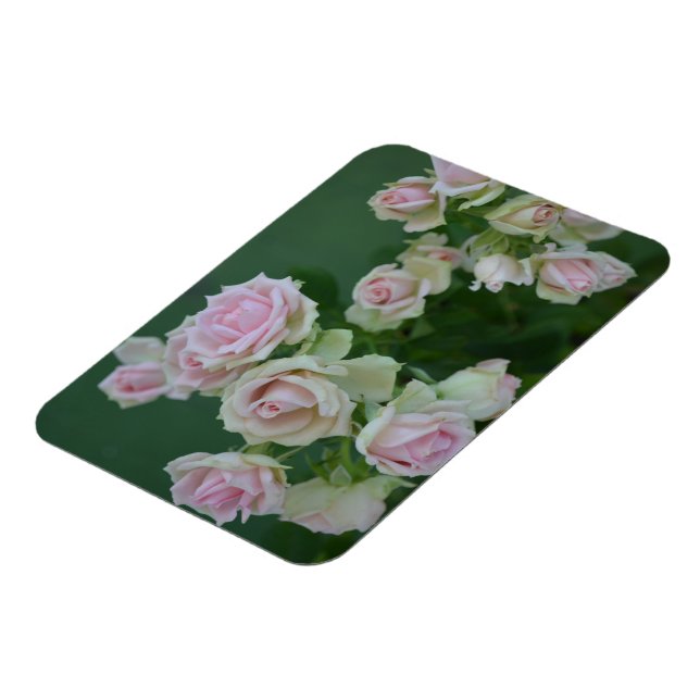 Schöne hellrosa Rose Magnet (Linke Seite)